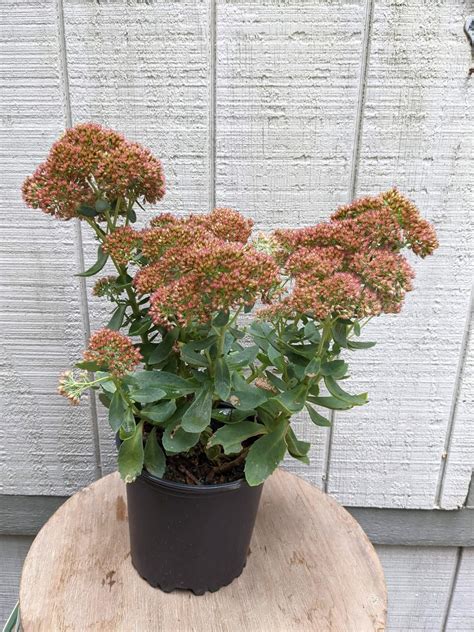 Sedum Autumn Joy 1g Cross Creek Nursery And Landscape