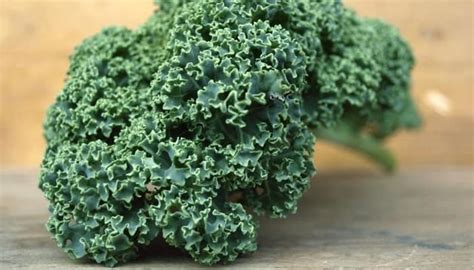 Hydroponic Kale What You Need To Know To Succeed