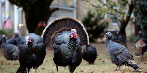 6 Things You Didnt Know About Turkeys Fox News