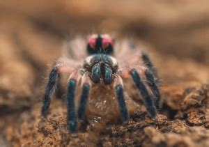 Typhochlaena seladonia (brazilian jewel tarantula) it is unique as an arboreal spider that constructs trapdoors in the bark of trees. Typhochlaena seladonia - Brazilian Jewel Tarantula ...