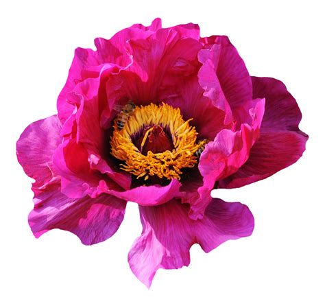 Pink Rose Flower PNG Image - PngPix