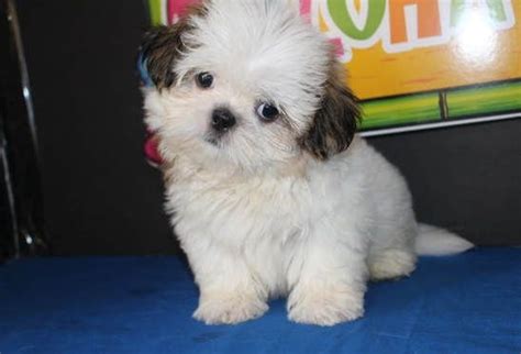 The average cost to board a dog is $40 per night, with rates ranging from $25 to $85. 79+ Black Shih Tzu Puppies For Sale Near Me in 2020 ...