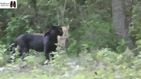 Black Panther Mating Kabini Youtube