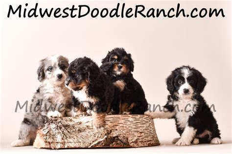 Want a perfect new puppy? Midwest Doodle Ranch Past Mini Bernedoodle Puppies Photo ...
