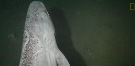 Apparition surprise d'un requin du Groenland au large de ...