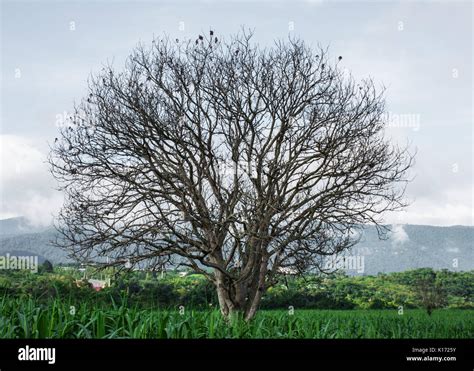 Tree Without Leaf Hi Res Stock Photography And Images Alamy