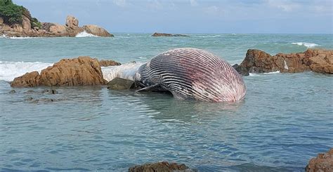 11 มกราคม 2564 พบซากวาฬบรูด้าตัวแรกในปี ๖๔ เกยหาดเชิงมน เกาะสมุย ...