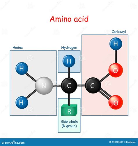 Amino Acid. Structural Formula and Model of Molecule Stock Vector