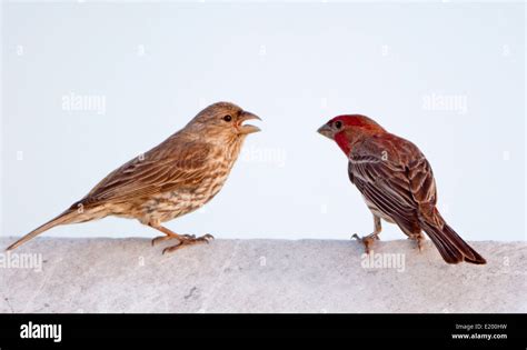House Finch Pair Stock Photo Alamy