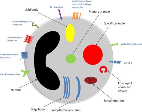 Frontiers The Biology Of Eosinophils And Their Role In Asthma