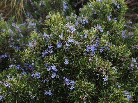 We did not find results for: flowers-that-attract-bees-rosemary | Growing Guides