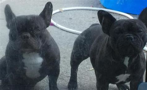 Available lilac & tan i merle located in california he is 1 week old he will be up to date on shots he will make a very great addition to. French Bulldog for sale in Northern California