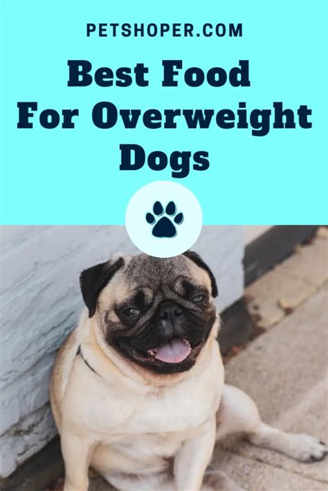Best Food For Overweight Dogs Top 4 Diet Plan Petshoper