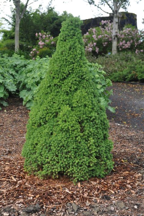 Dwarf Alberta Spruce 5 8 Tall 3 6 Wide Evergreen No Blooms Plant In
