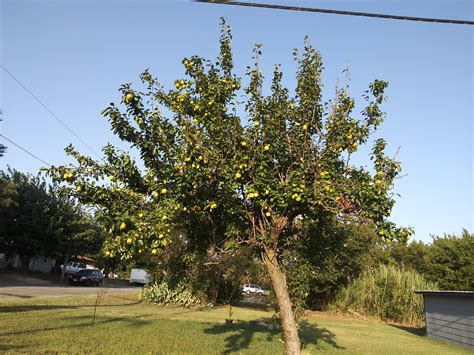 If you do that too often it will become a hedge and be. Anyone know what time of year and how i should prune this ...