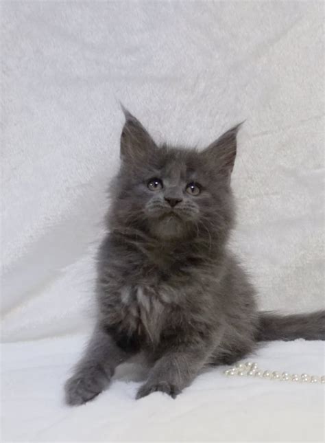 Maybe you would like to learn more about one of these? Maine Coon Kittens for Sale in Des Plaines, Illinois