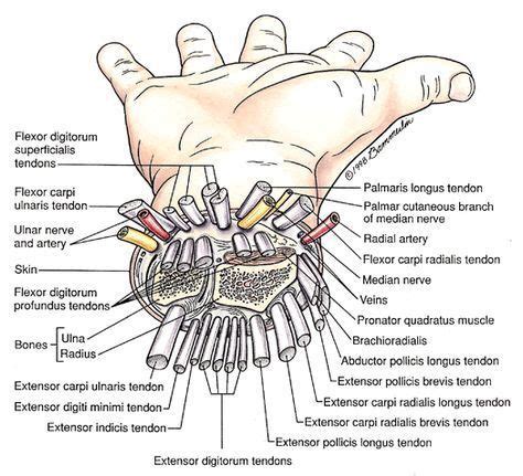 #Muscles #Anatomy & #Physiology #Health #Fitness #Training #Muscle #