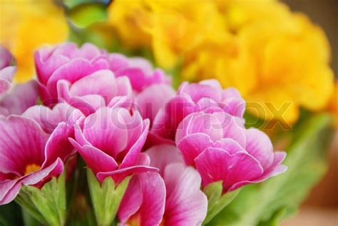 Maybe you would like to learn more about one of these? Pink and yellow spring flowers natural ... | Stock image ...