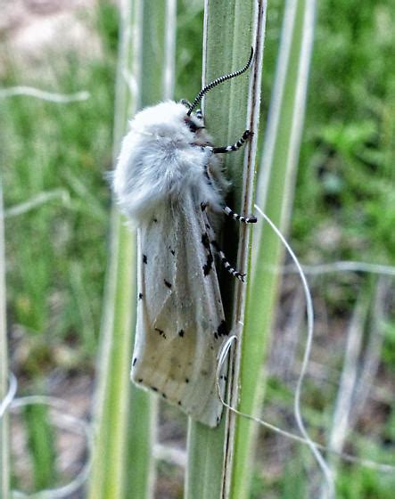Salt Marsh Moth Estigmene Acrea BugGuide Net