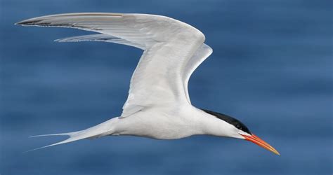 Elegant Tern Identification All About Birds Cornell Lab Of Ornithology