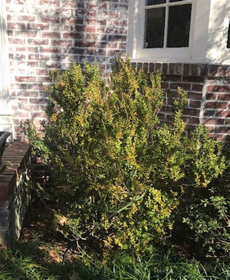 Maybe you would like to learn more about one of these? Camellias Lost All Its Leaves