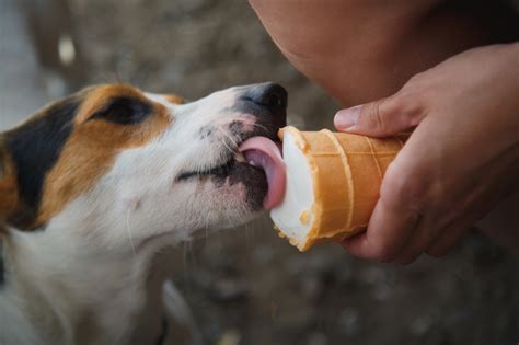 When you think of giving cats milk, you're probably thinking of cow's milk. Can Dogs Drink Milk? And Cats? - Barkibu ES