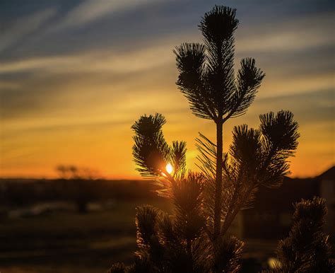 Sunrise Through A Pine Tree Photograph By Aaron Hill Fine Art America