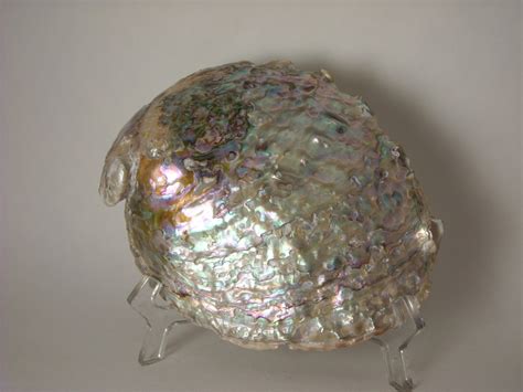 Learn more about shell on our global website. Abalone Shell ~ Cleaning | HubPages