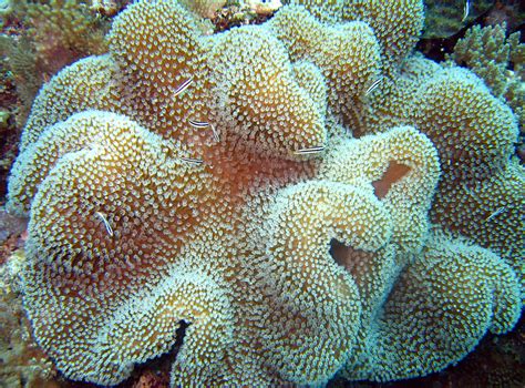 Mushroom recipes, inspiration and preparation tips for every season and occasion. Coral : Mushroom leather Coral