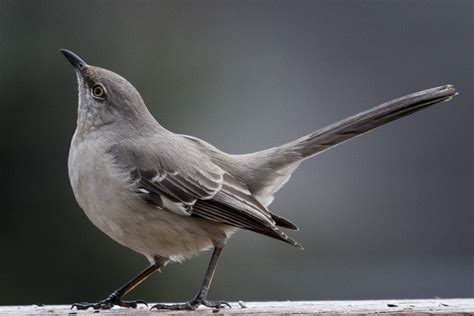 These Are The Official State Birds Of All 50 States And Dc