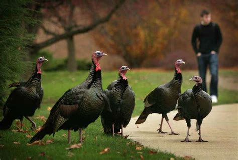 Turkeys Gone Wild On The Rise In State Connecticut Post