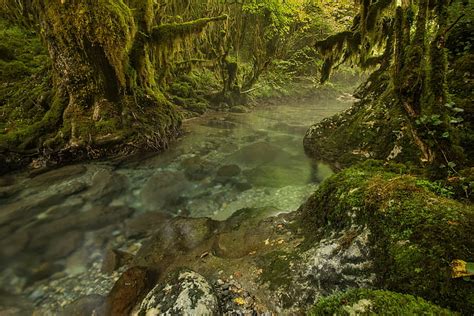 Hd Wallpaper Forest Trees River Stream Stones Thickets Moss