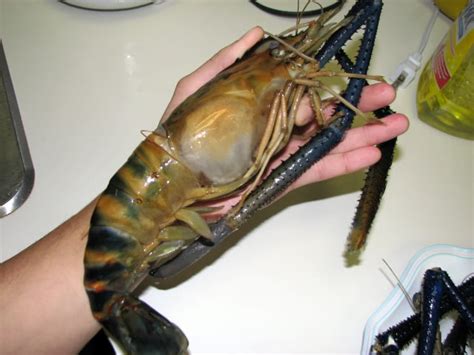 Maybe you would like to learn more about one of these? Macrobrachium Rosenbergii (Prawn) - Discuss Cooking ...