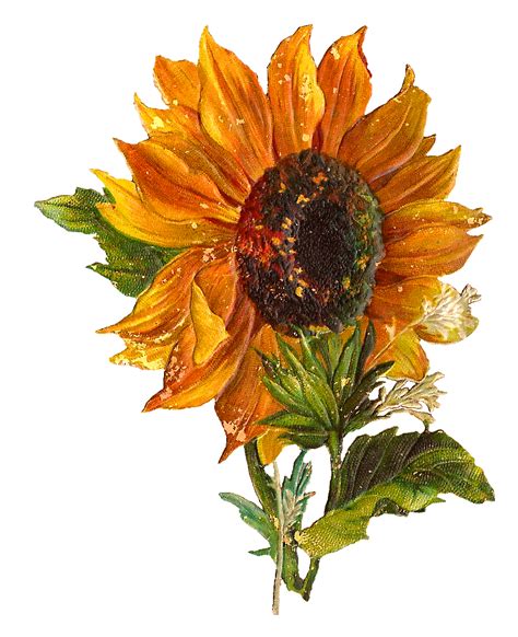 Antique Images Digital Stock Sunflower Artwork Flower