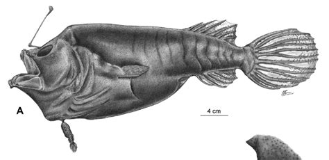 Ceratioidei are distributed throughout the world's oceans below a depth of 300 m. A New Parasitic Male Found | Deep Sea News