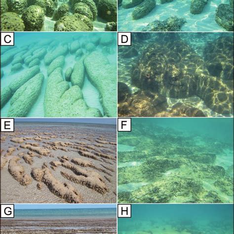 Field Photographs Illustrating Sub Lithofacies Of The Discrete