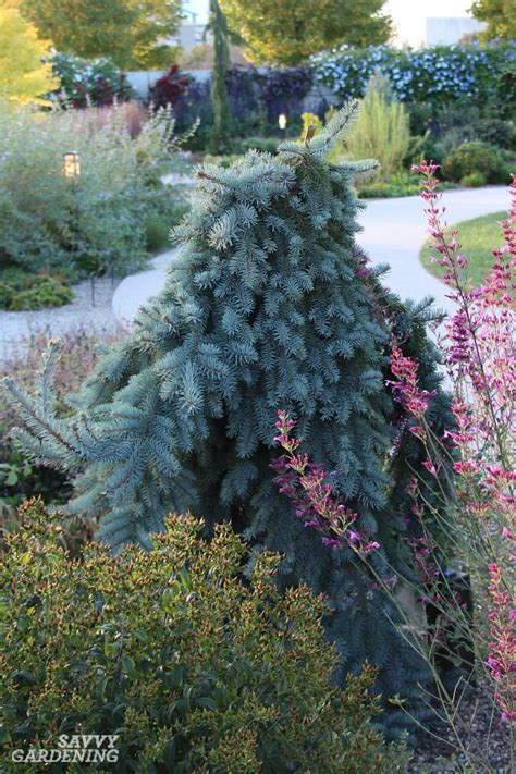 Trees that flower can add a dramatic effect to your landscaping and be the focal point of your yard each spring when the trees are in bloom. Flowering Evergreen Trees Zone 7 - Dwarf Trees For Zone 7 ...