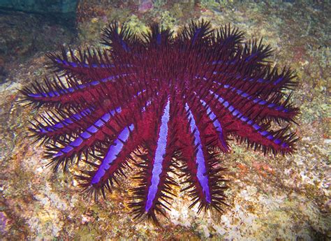 The Echinoblog The Crown Of Thorns Starfish In Macro Acanthaster