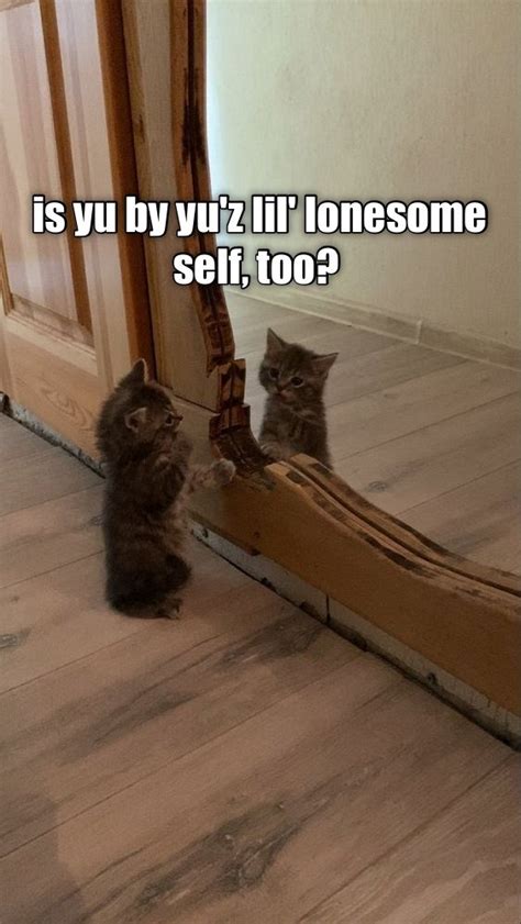 yu wanna play wiff me lolcats lol cat memes funny cats funny cat pictures with words