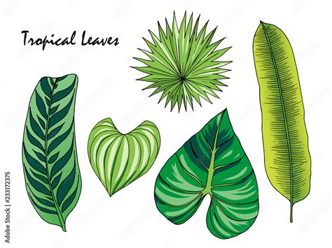 Rainforest Plants Drawings