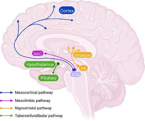 Dopaminergic Pathways In The Brain Dopaminergic Pathways In The Brain