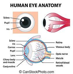 Iris, oeil, graver, cornée, vecteur, captions., pupille, humain. Iris, vecteur, oeil, graver ...