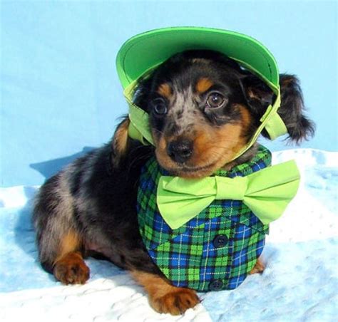 Top of page add new shelter or rescue group. Colorful Dachshunds, Dachshund Breeder in Salinas, California