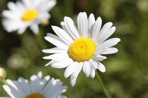 Free Photo White Yellow Flowers Blooming Blossom Close Up Free