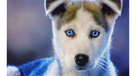Siberian Husky Wallpaper Cute Puppies 3840x2160 Wallpaper