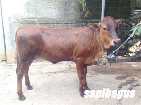 Bibit Sapi Potong