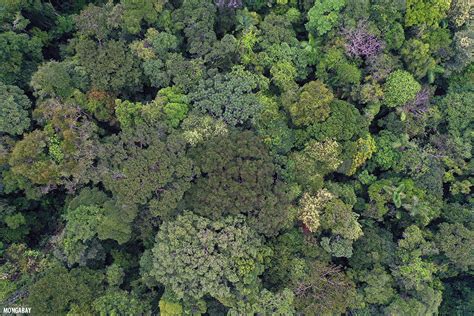 Read why ecuador the hot moist climate of the rainforest all year long are ideal for plants. Amazon rainforest canopy in Colombia