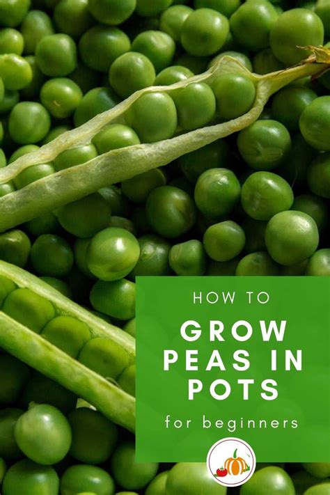 How To Grow Peas In Pots Growing Peas Peas Growing Greens