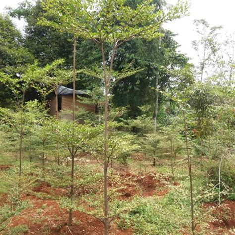 Pohon Ketapang Kencana 3 Meter Morning Garden