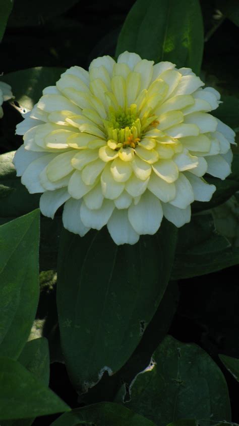 That's why we wanted to put together. Zinnia elegans "White Wedding" | by dicentra33 | Zinnia ...